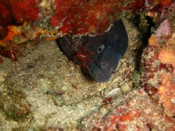 Murae eel with shrimp in mouth in south of France by Noah Hersch 